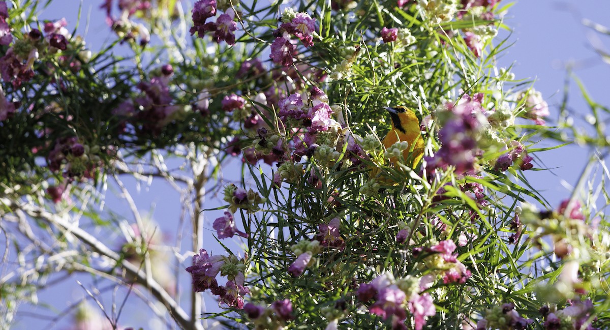 Bullock's Oriole - ML657004290