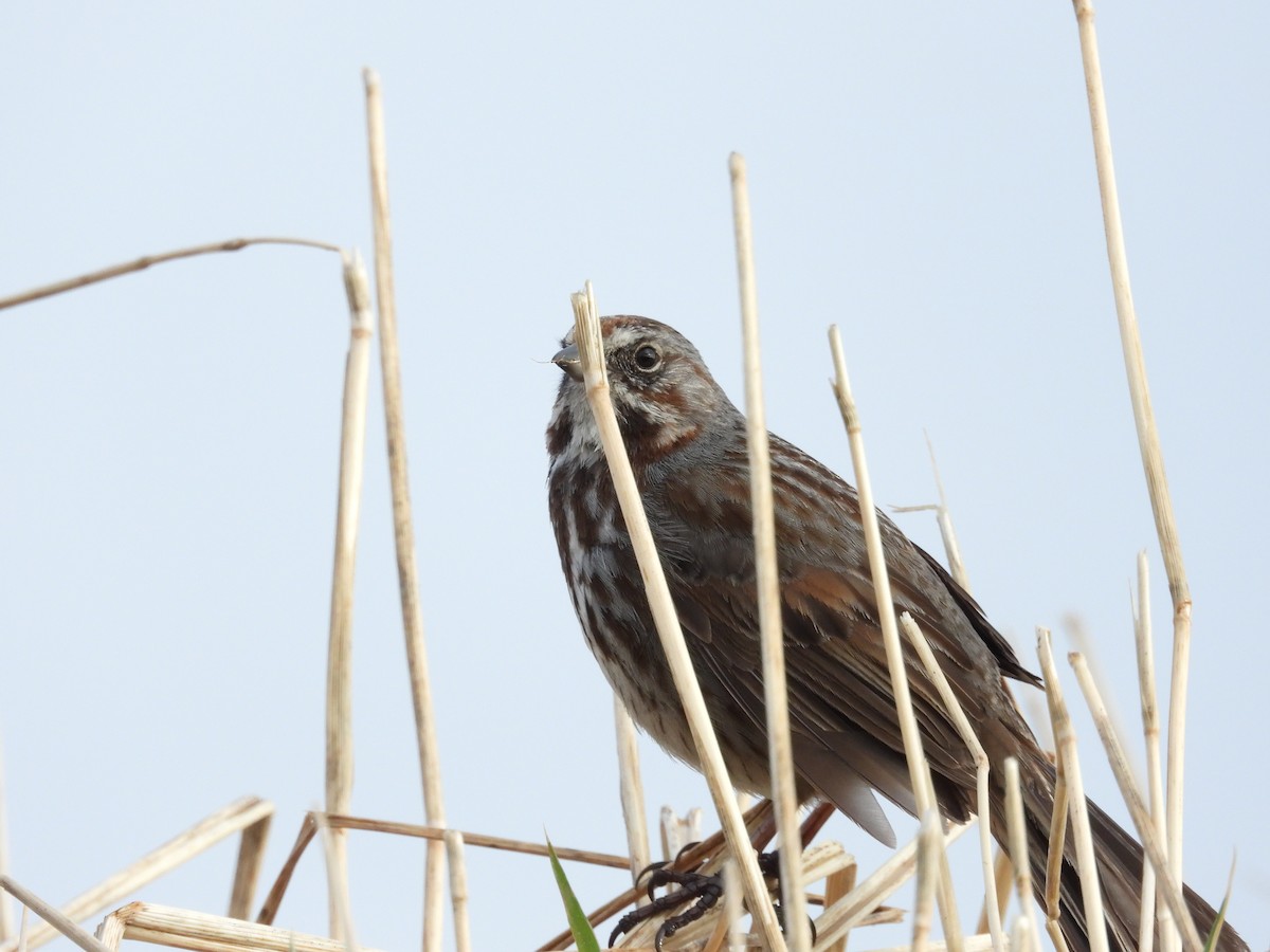 Song Sparrow - ML657004336