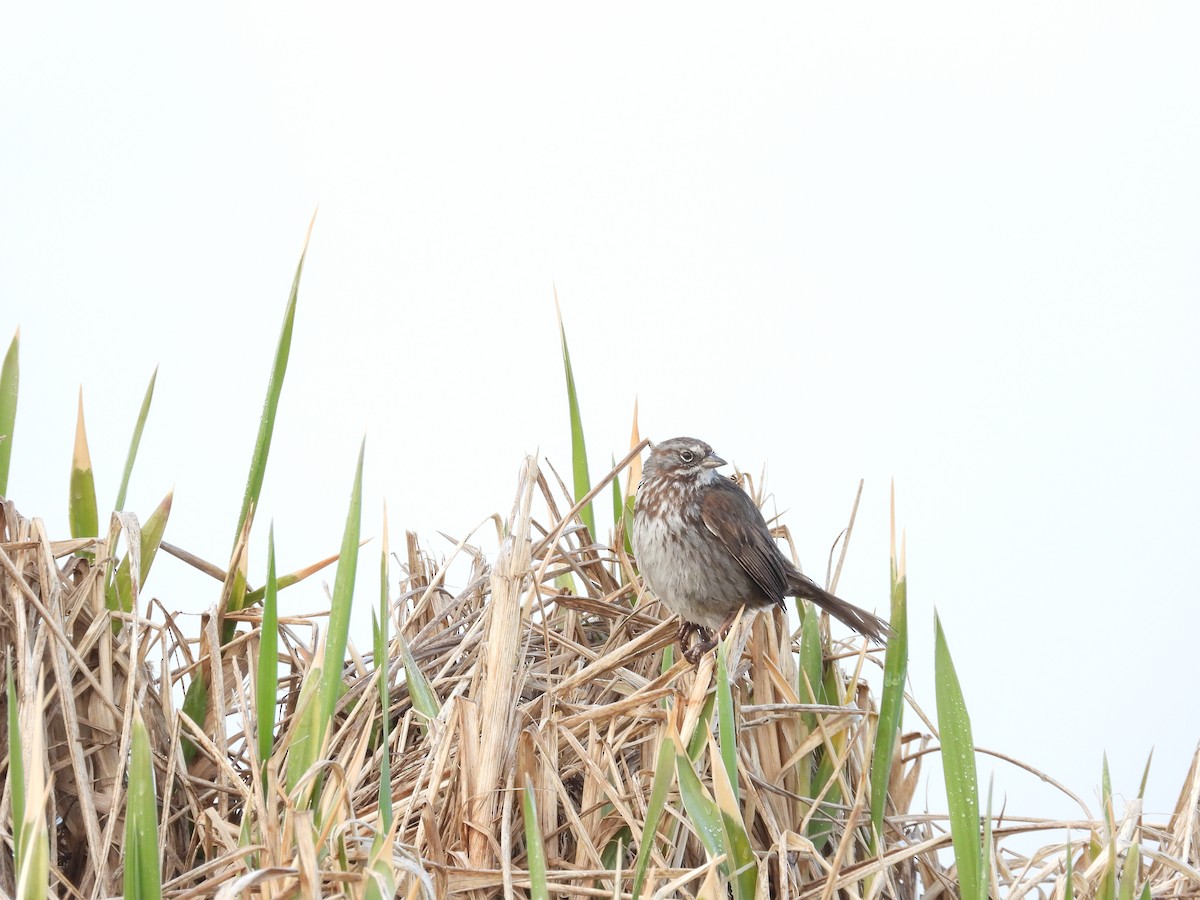 Song Sparrow - ML657004337