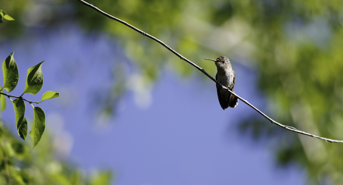 Costa's Hummingbird - ML657004568