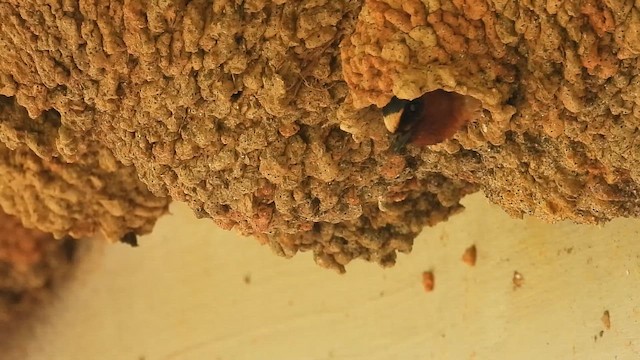 Cliff Swallow - ML657004628