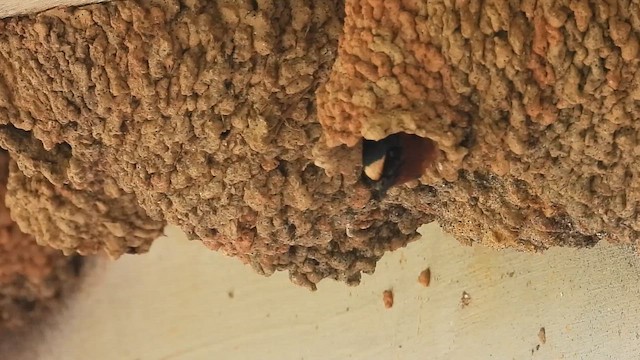 Cliff Swallow - ML657004636