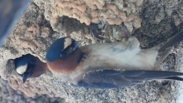 Cliff Swallow - ML657004639