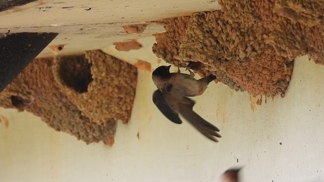 Cliff Swallow - ML657004640