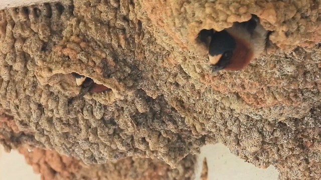 Cliff Swallow - ML657004641