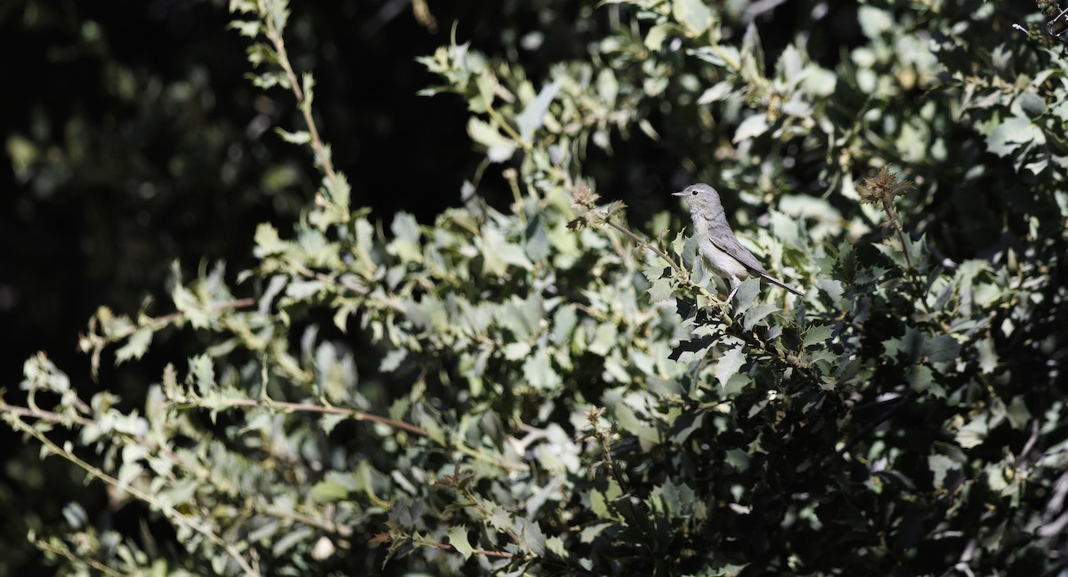 Lucy's Warbler - ML657005143
