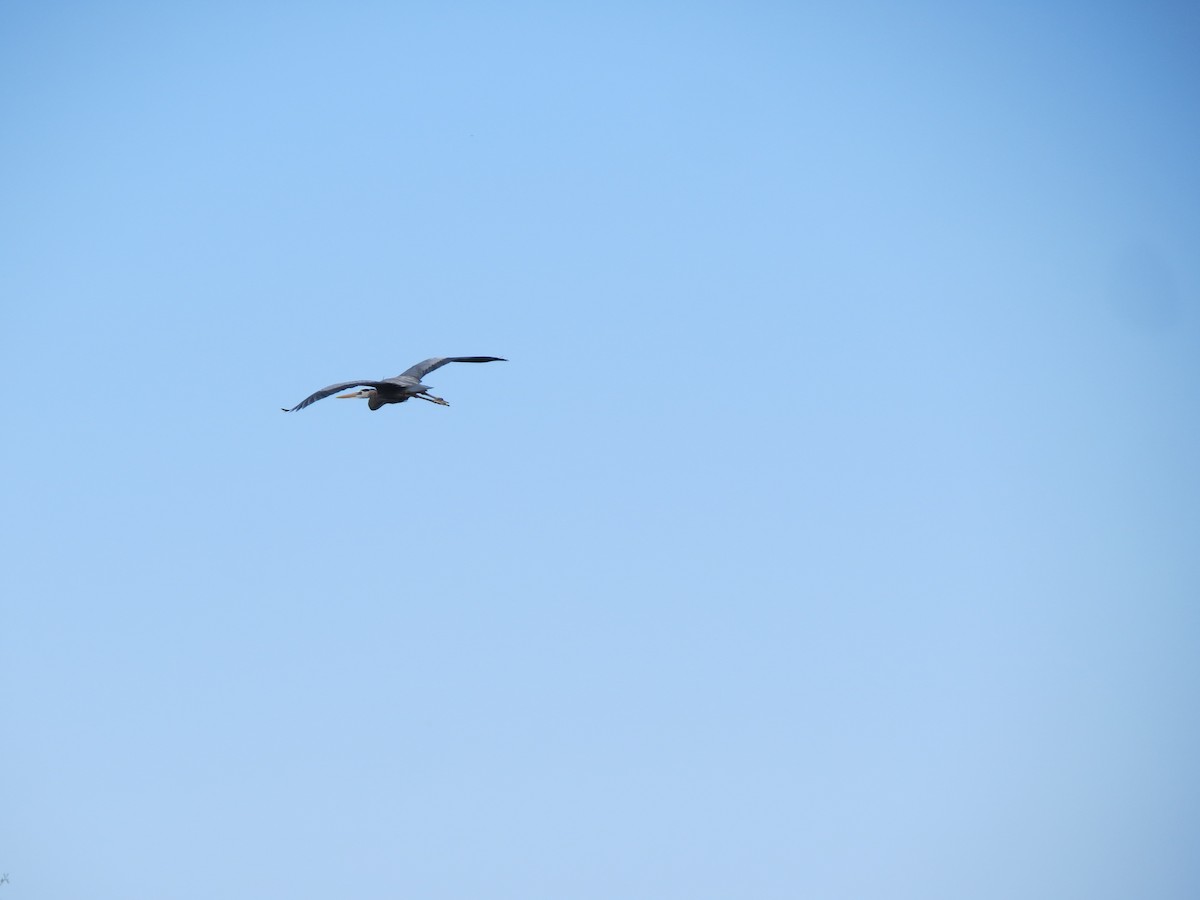 Great Blue Heron (Great Blue) - ML657005634