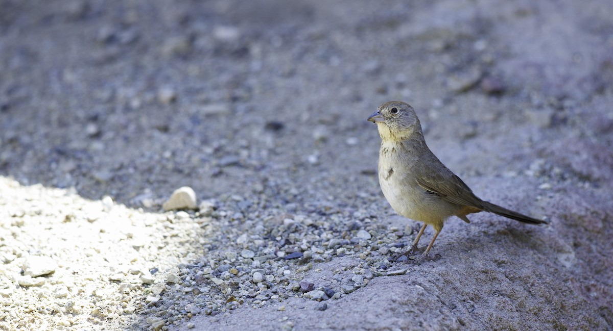 Canyon Towhee - ML657005897