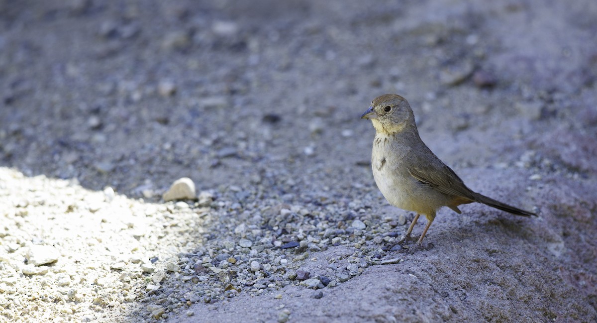 Canyon Towhee - ML657005952