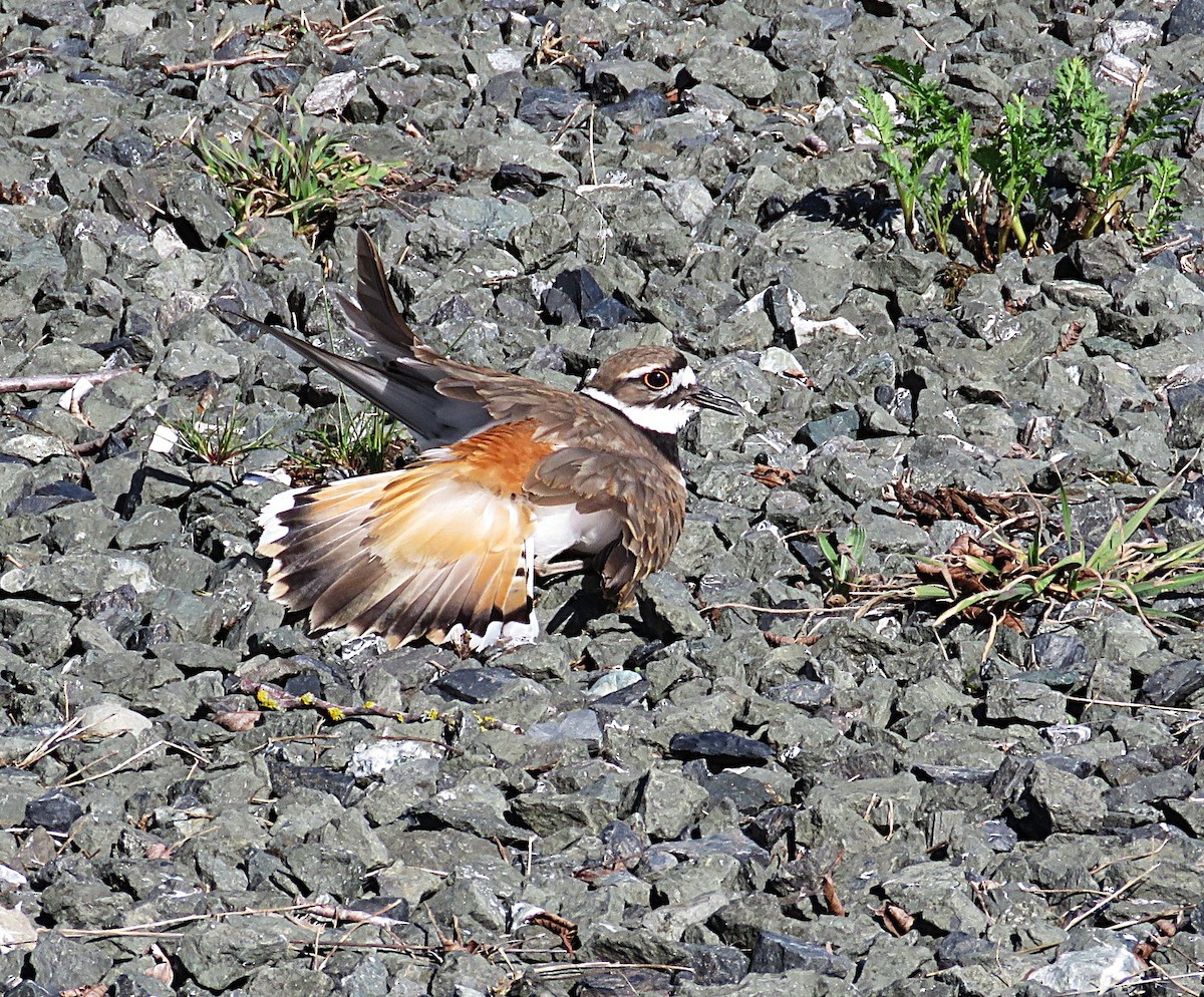 Killdeer - ML657006016