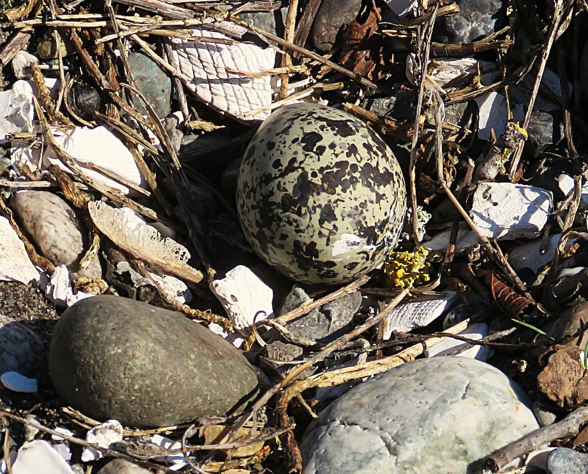 Killdeer - ML657006111