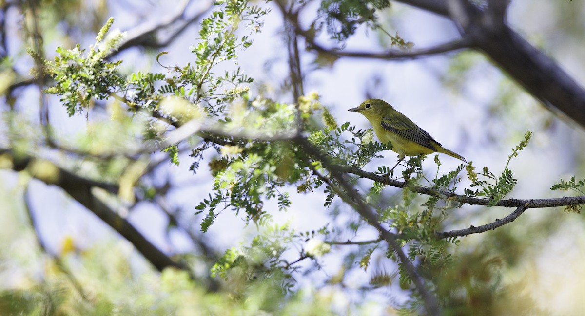 Northern Yellow Warbler - ML657006341