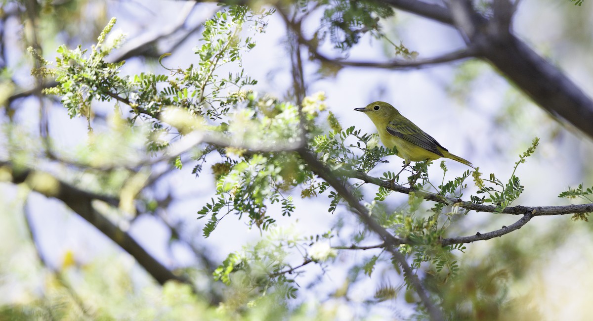 Northern Yellow Warbler - ML657006438