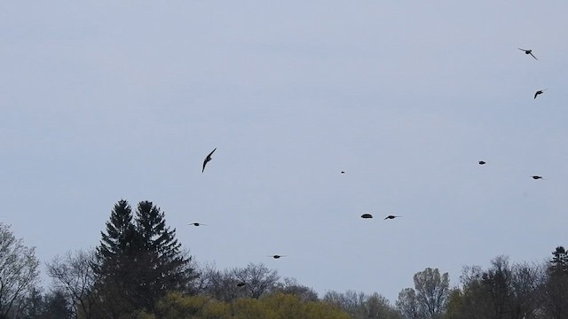 Cliff Swallow - ML657006740