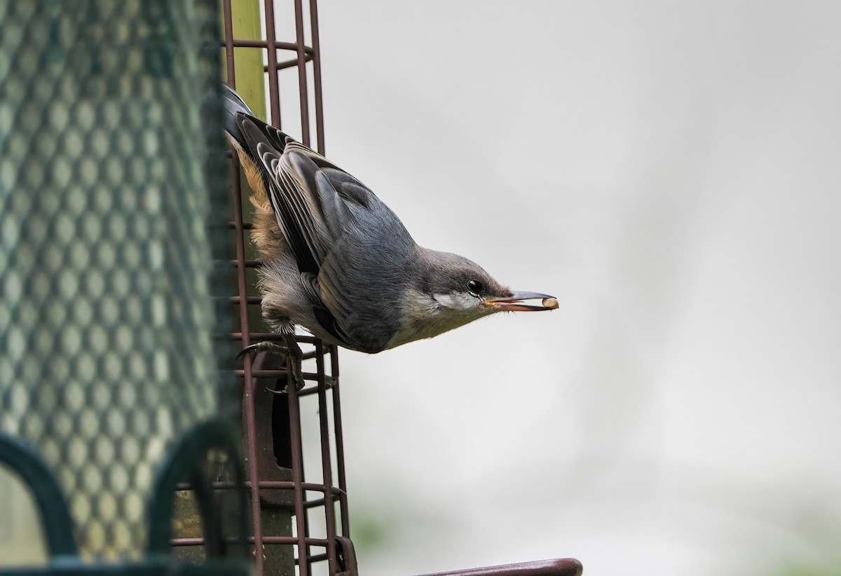Brown-headed Nuthatch - ML657006771