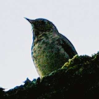 Zwergmusendrossel - ML657008224