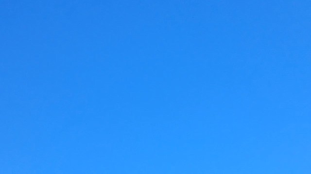 Blue-headed Parrot - ML657008343