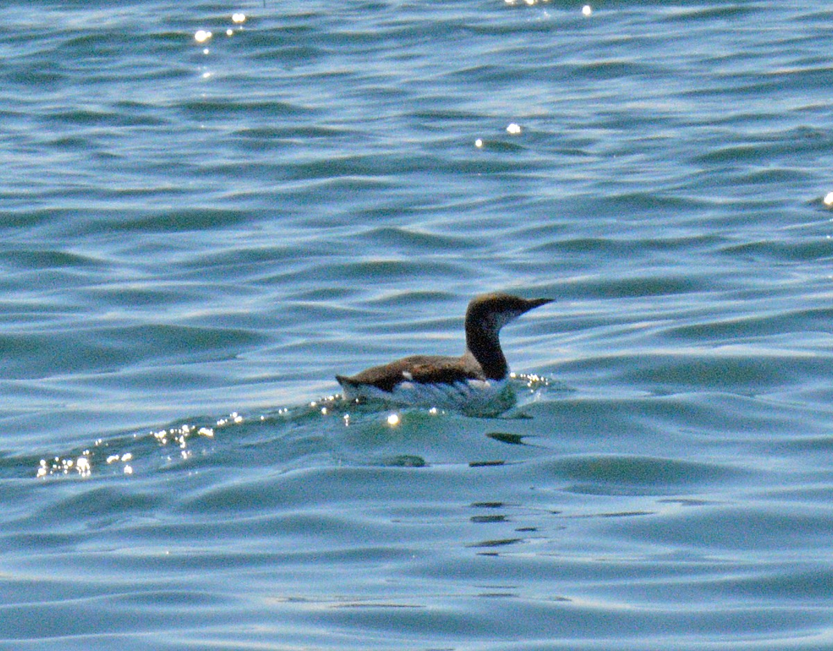 Common Murre - ML657008705