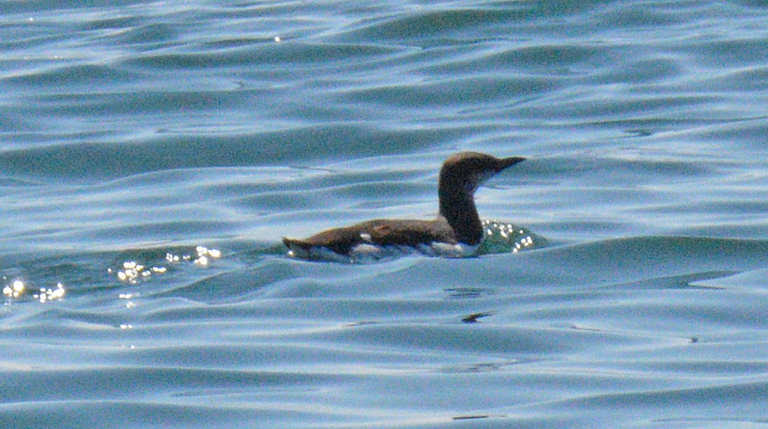 Common Murre - ML657009233