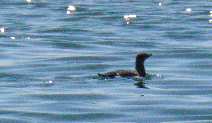 Common Murre - ML657009234