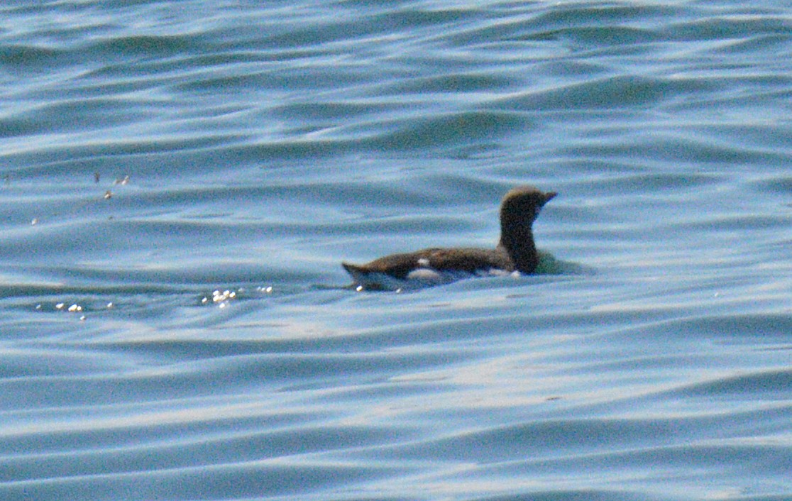Common Murre - ML657009235