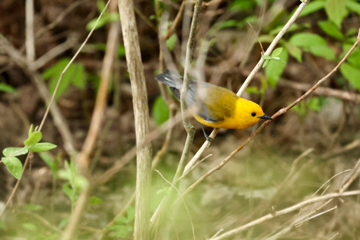 eBird Checklist - 9 May 2026 - Reinstein Woods Nature Preserve - 2 species