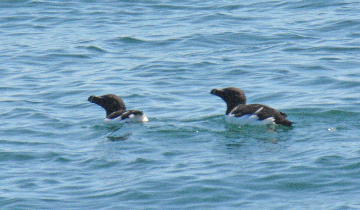 Razorbill - ML657009953