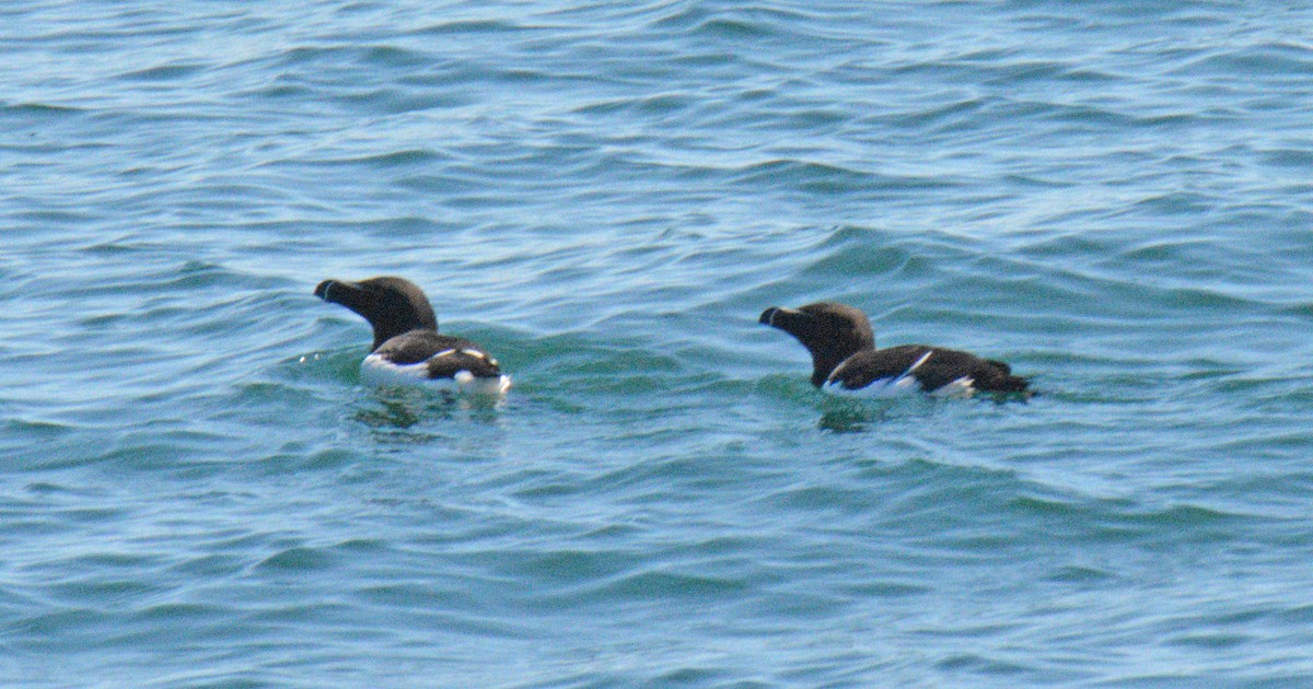 Razorbill - ML657009954