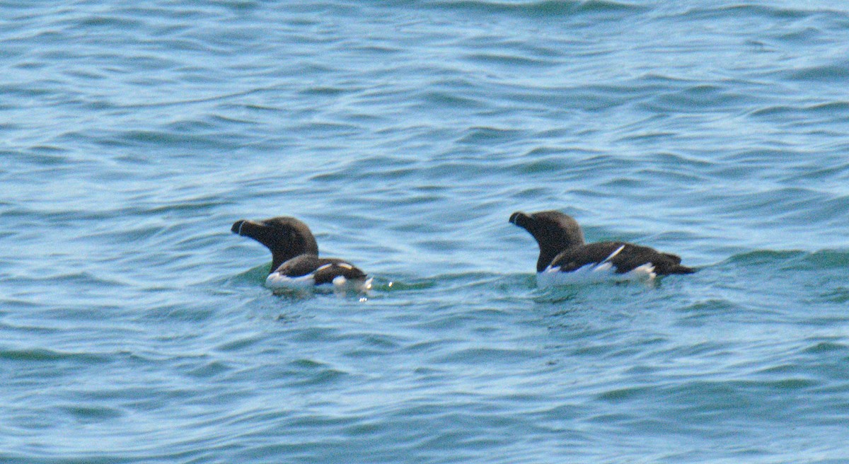 Razorbill - ML657009955