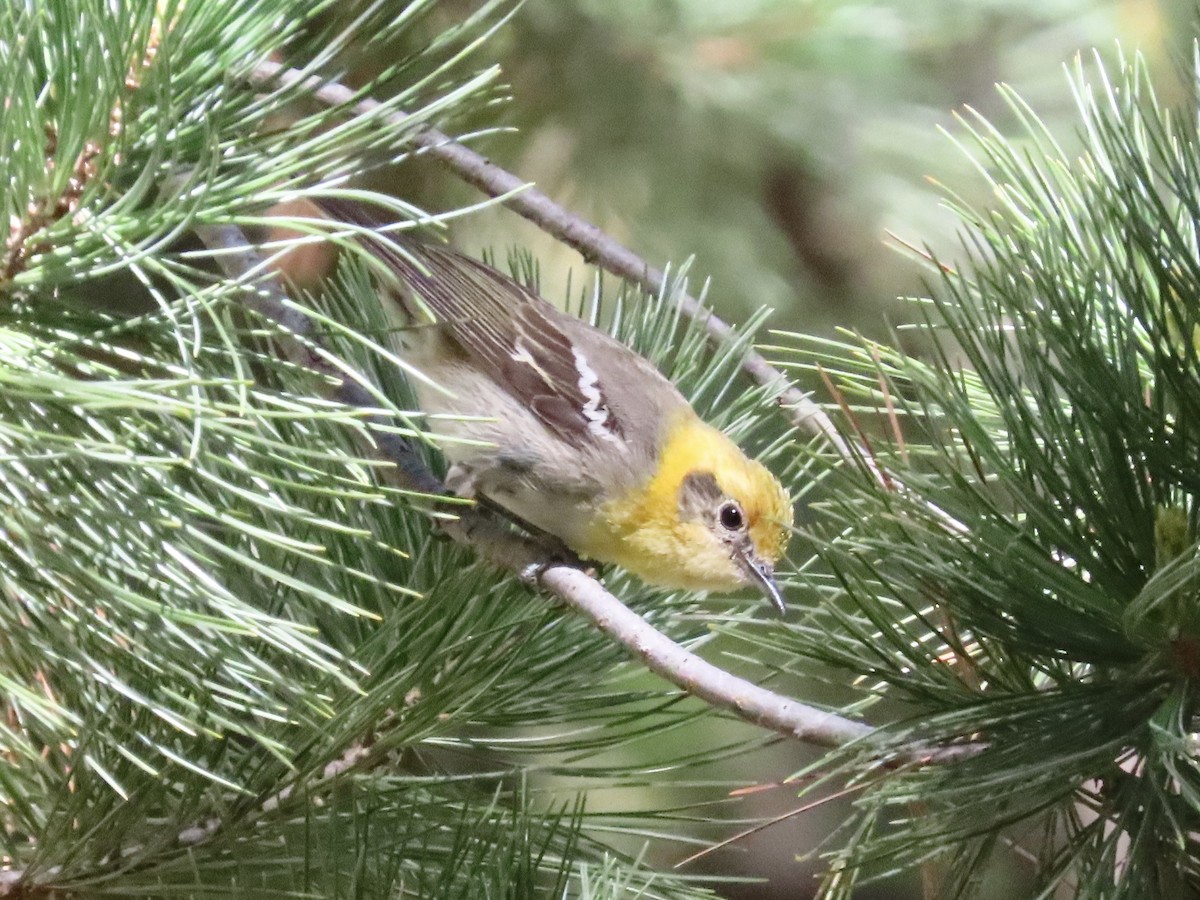 Olive Warbler - ML657010075