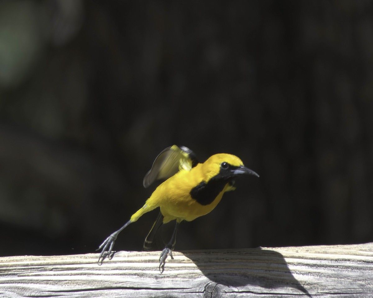 Oriole masqué - ML657011243