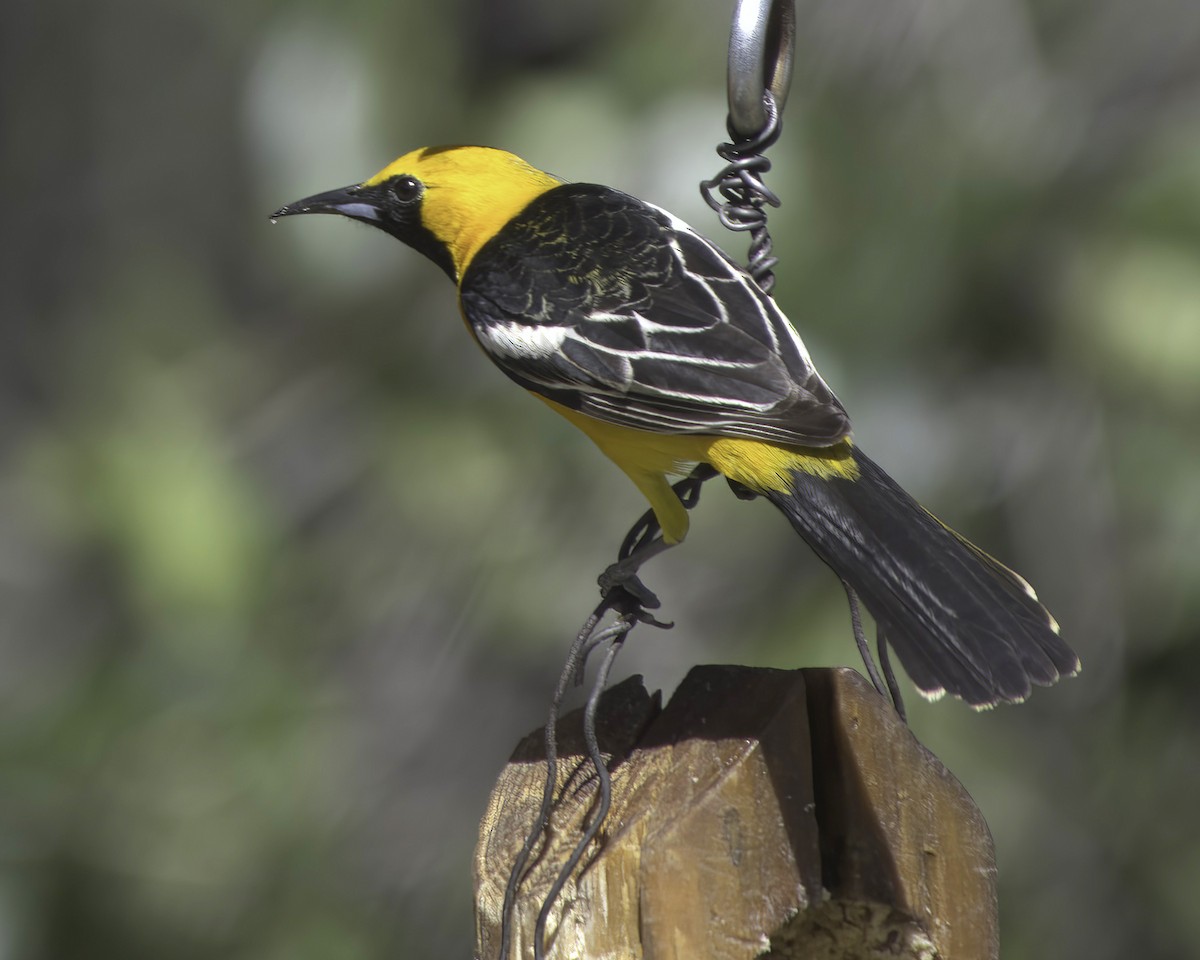 Oriole masqué - ML657011246