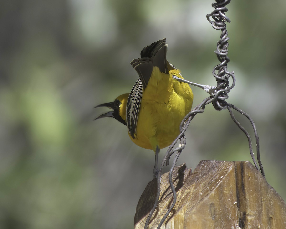 Oriole masqué - ML657011247