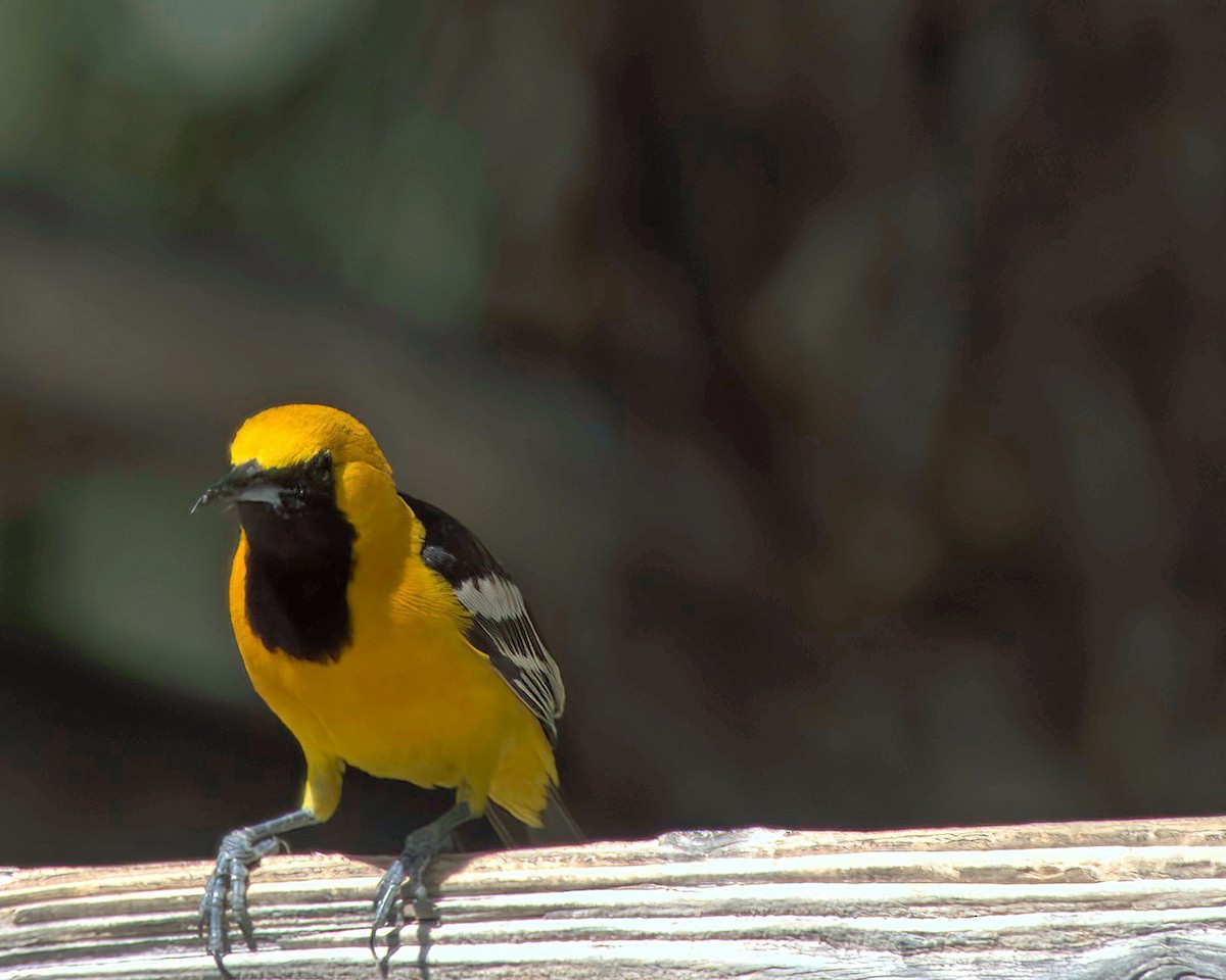 Oriole masqué - ML657011248