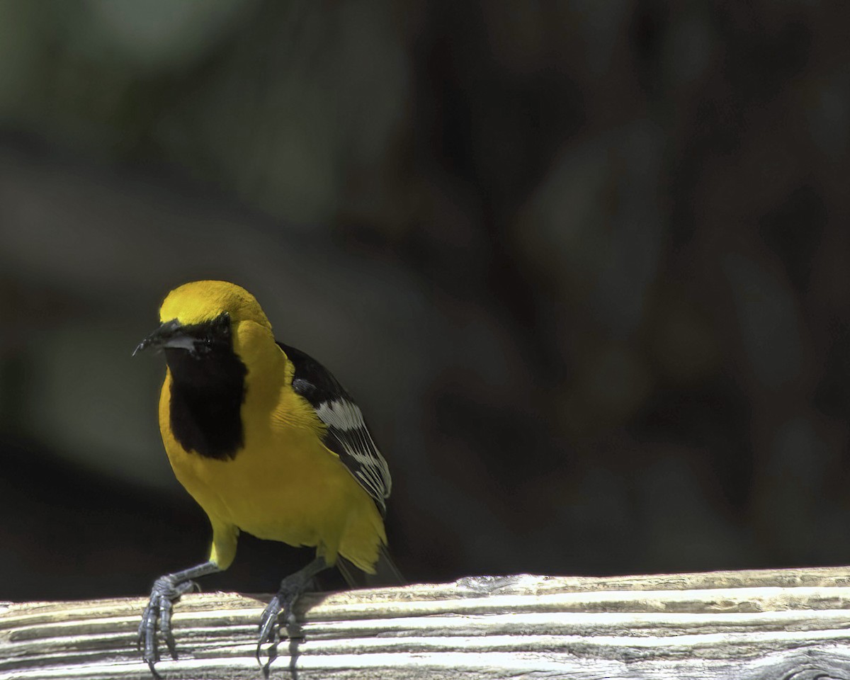 Oriole masqué - ML657011249