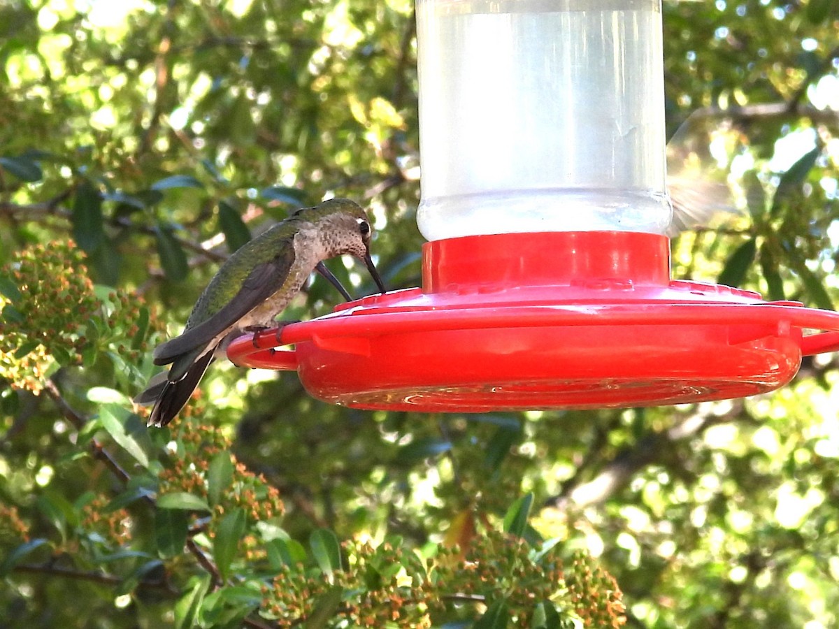 Colibri d'Anna - ML657011448