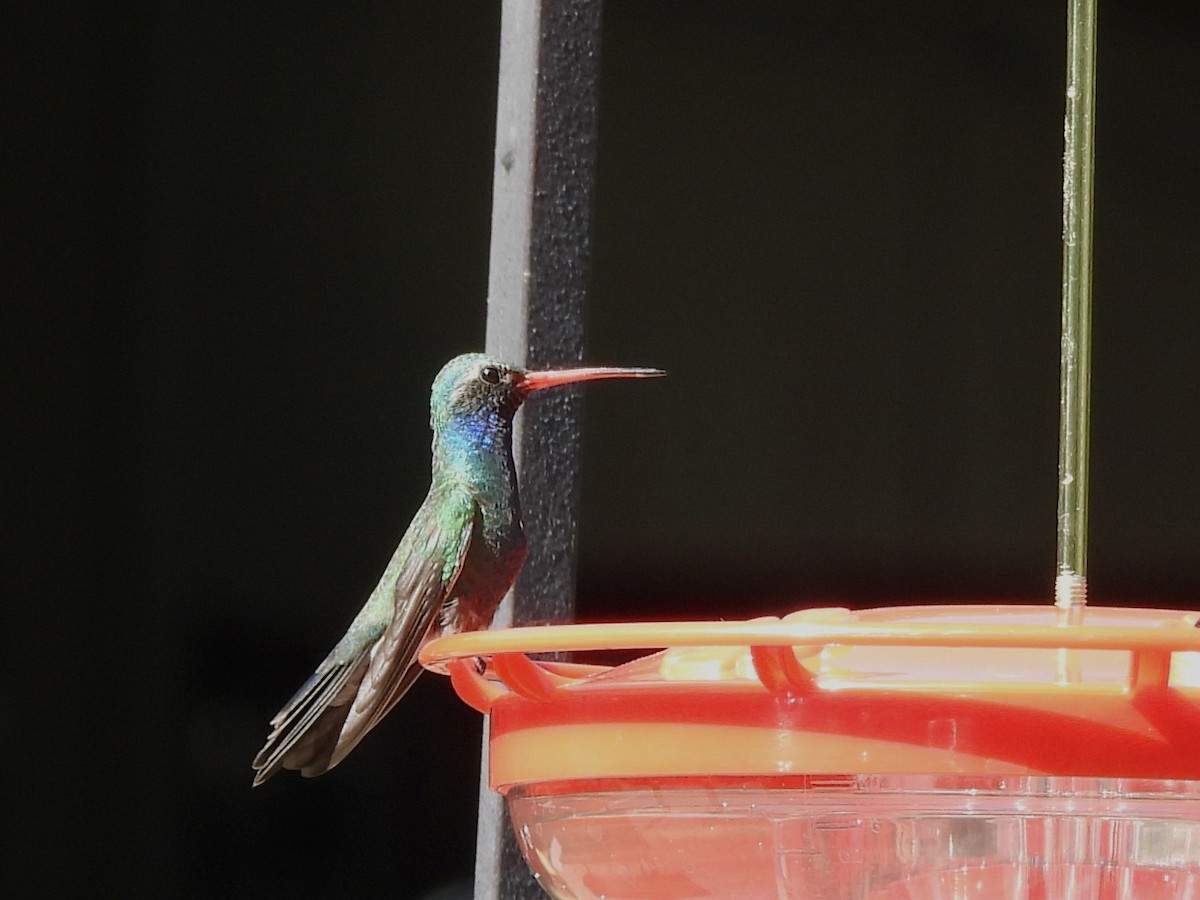 Colibri circé - ML657011612