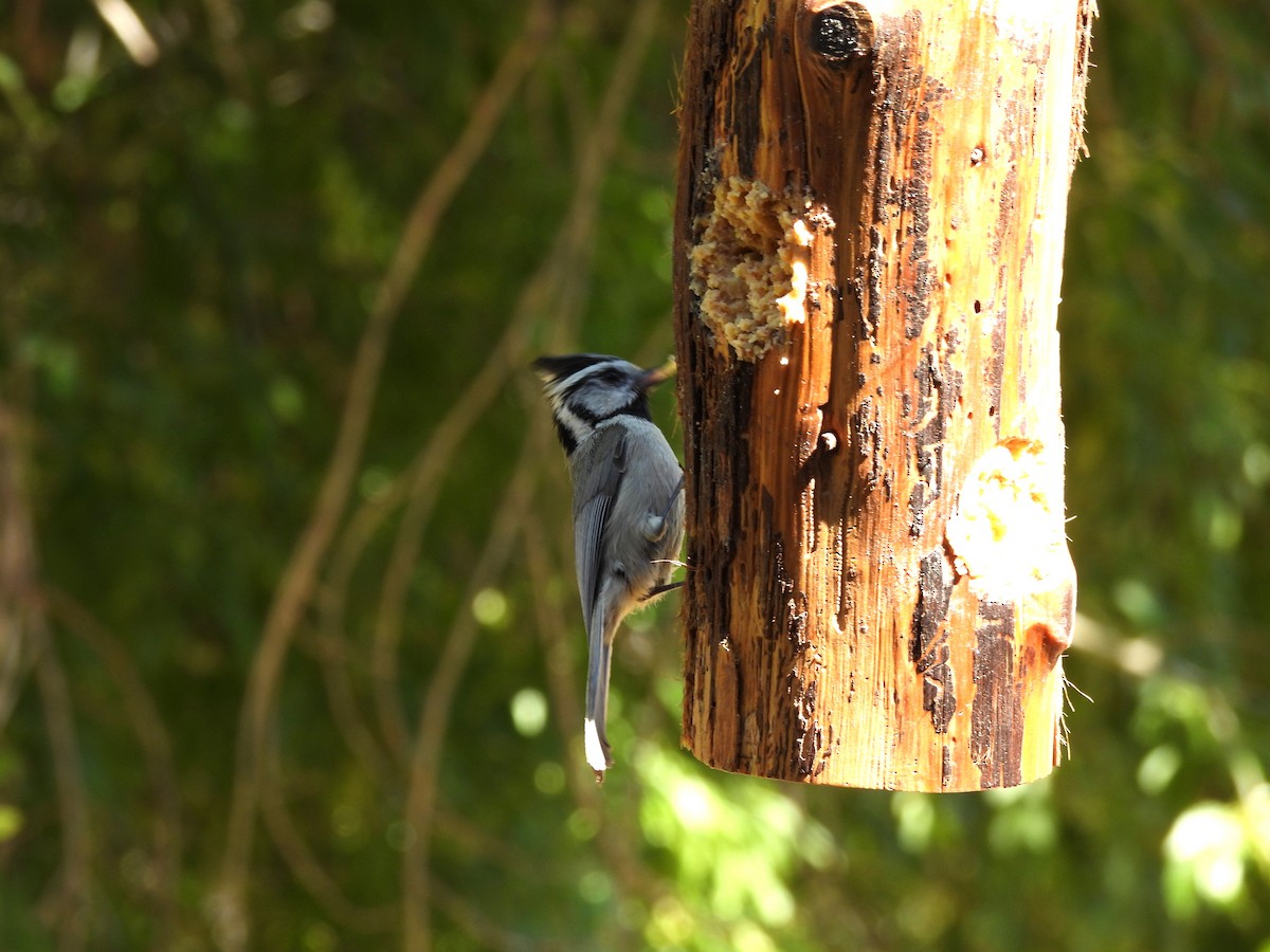 Mésange arlequin - ML657011762