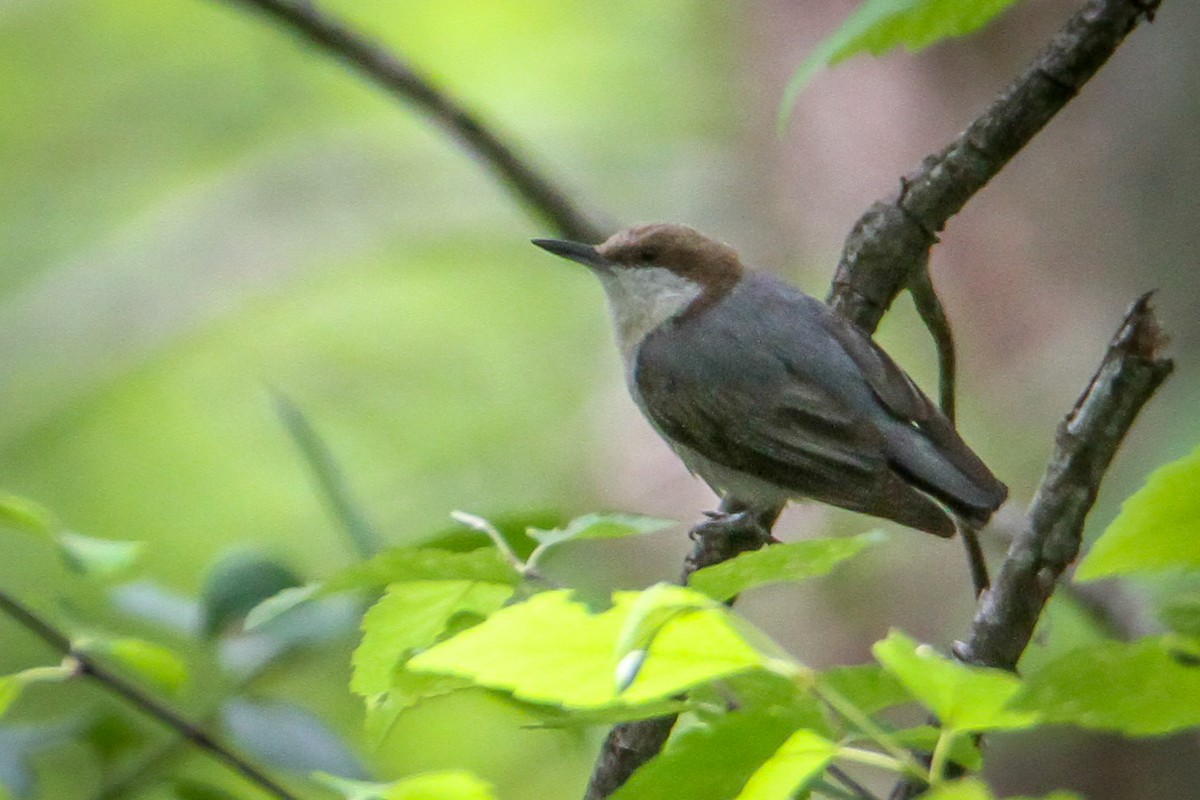 Brown-headed Nuthatch - ML657012415