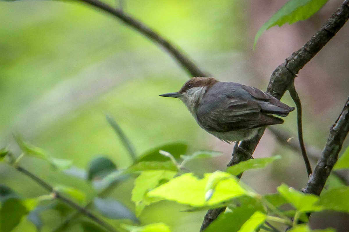Brown-headed Nuthatch - ML657012418