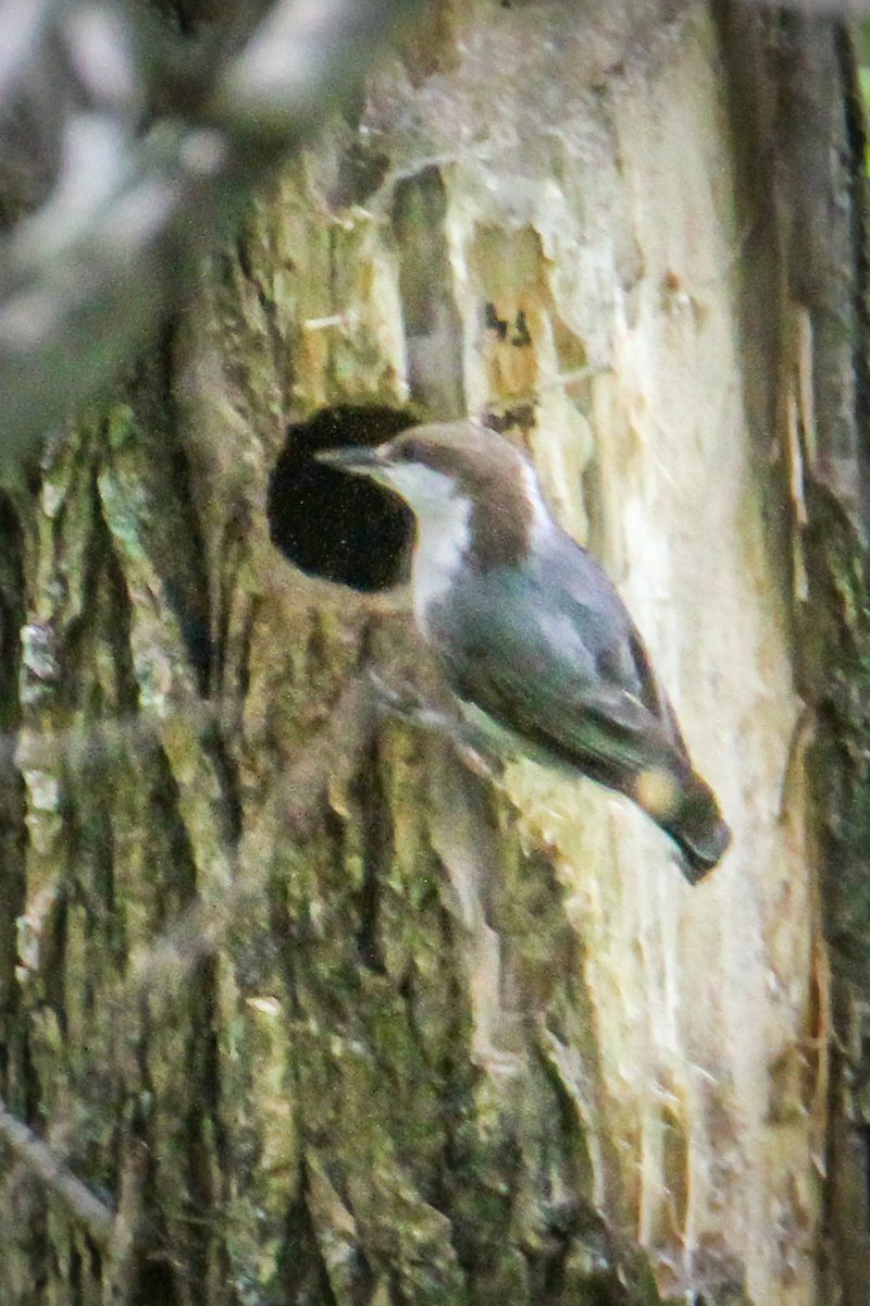 Brown-headed Nuthatch - ML657012428