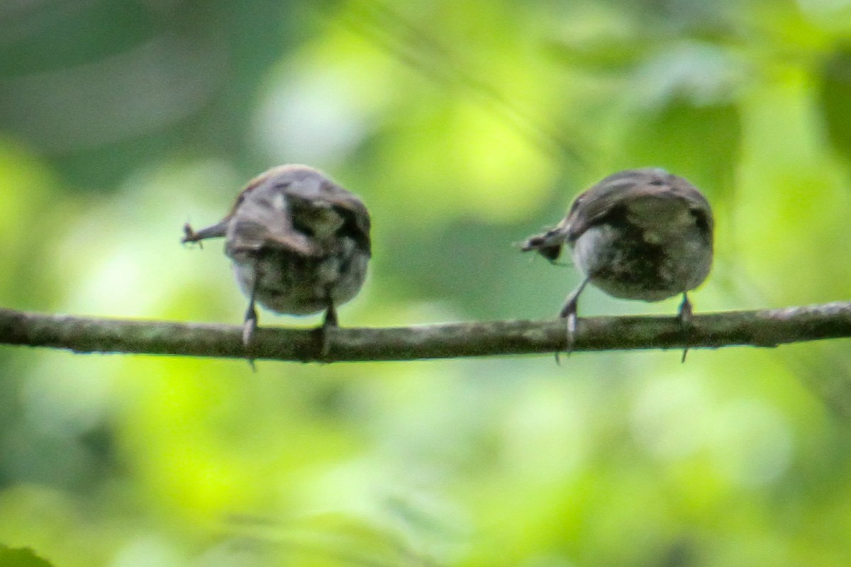 Brown-headed Nuthatch - ML657012433
