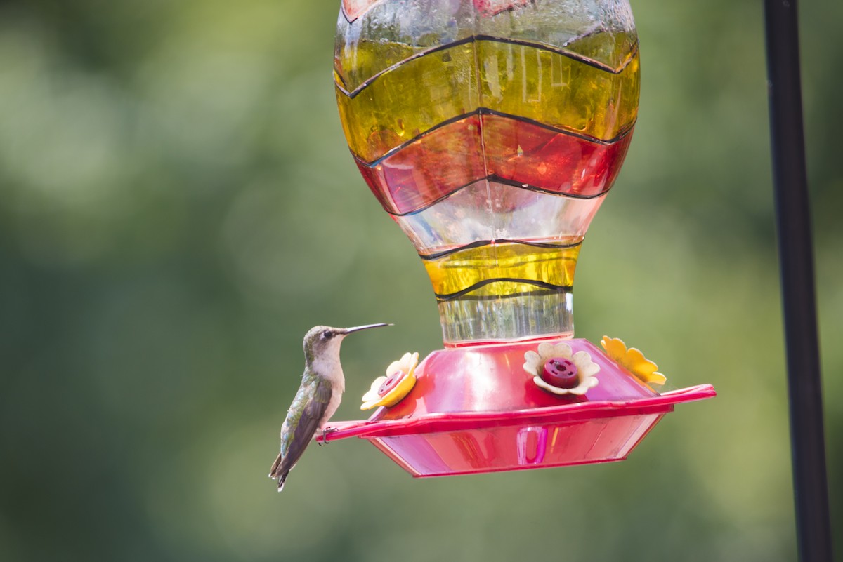 Ruby-throated Hummingbird - Tyler Ficker