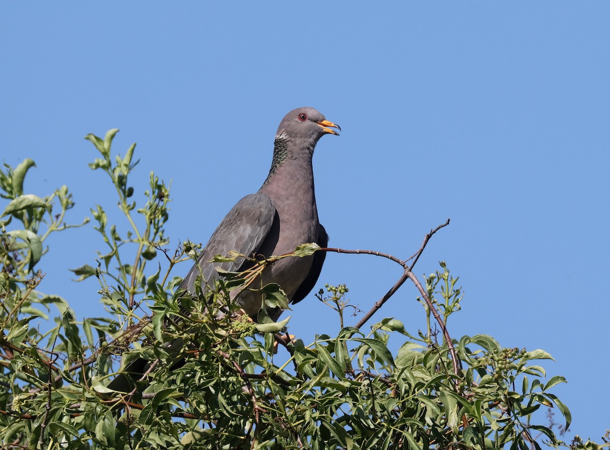 Band-tailed Pigeon - ML657012791
