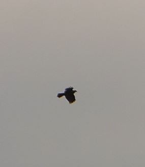European Honey-buzzard - ML657013335