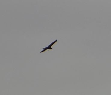 European Honey-buzzard - ML657013336