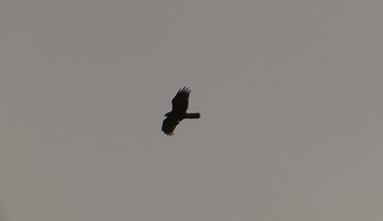 European Honey-buzzard - ML657013337