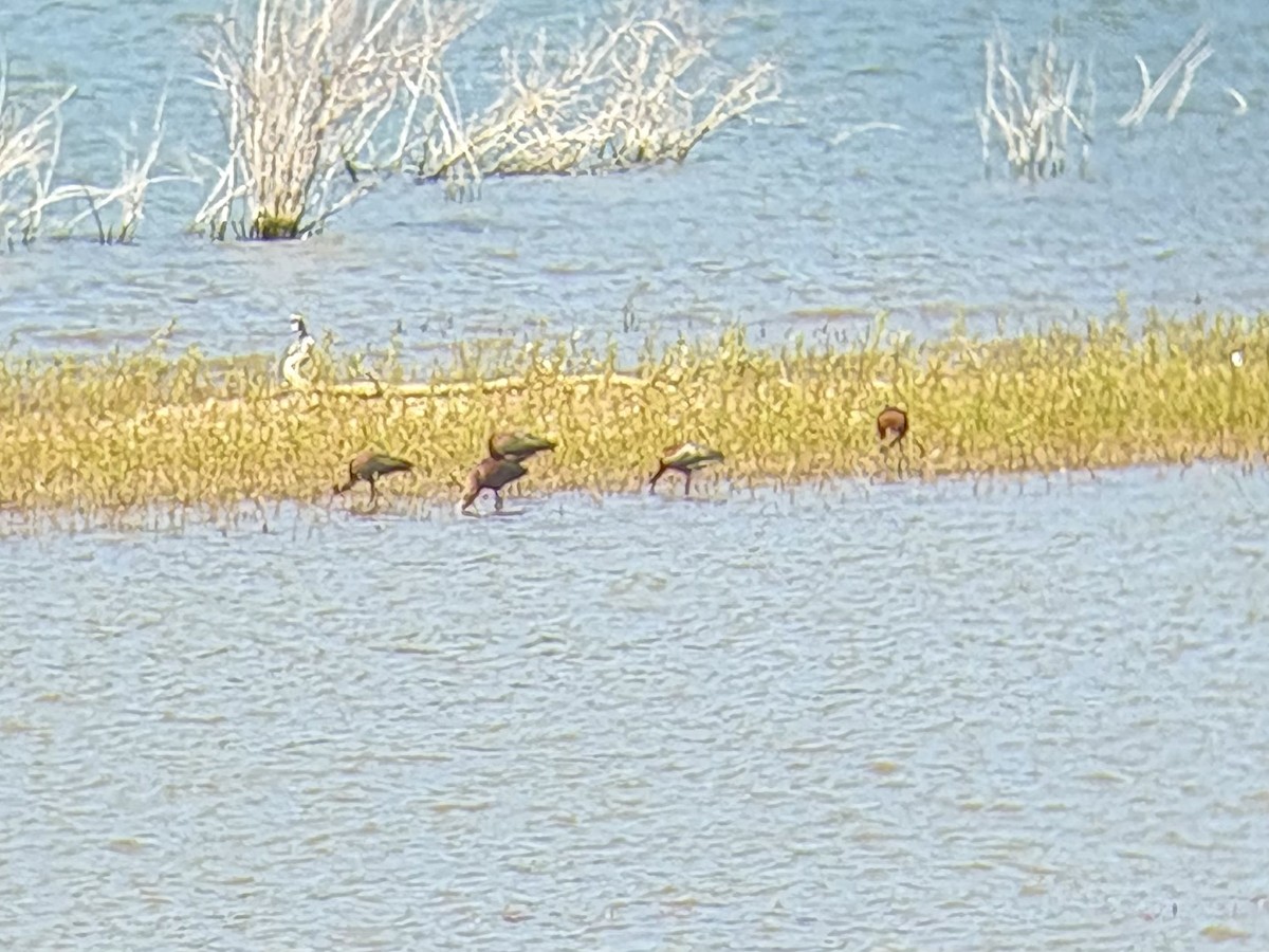 White-faced Ibis - ML657014287