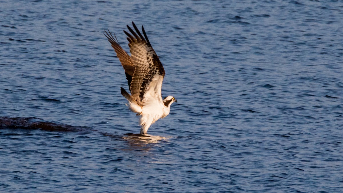 Osprey - Robert & Susan Codd