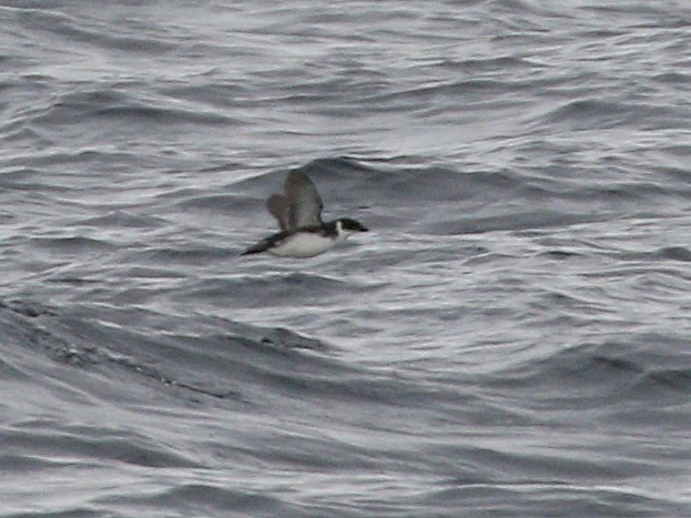 Magellanic Diving-Petrel - ML657015241